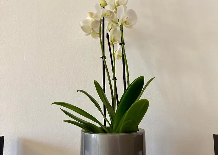 Luro Deluxe - San Babila Cozy *