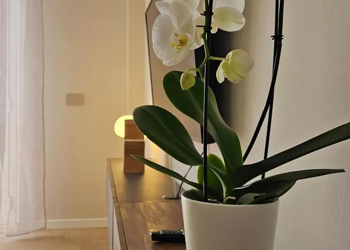 Jack - Rho Fiera - H Sacco - San Siro Mediolan