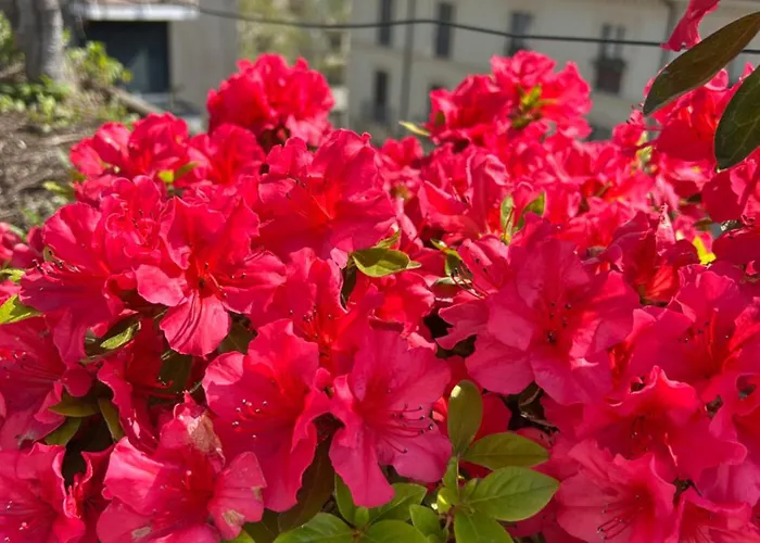 All'arco Exclusive With Terrace *