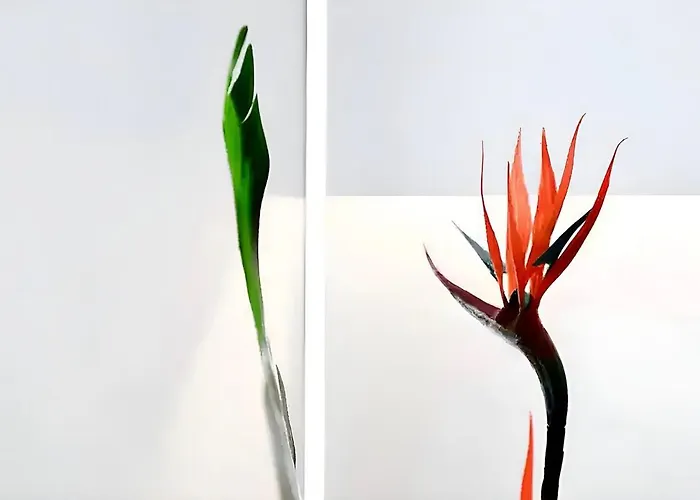 Sottocorno White, Historic Center, *