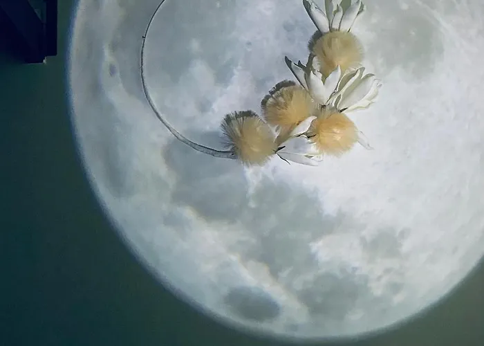 Isola View Bosco Verticale