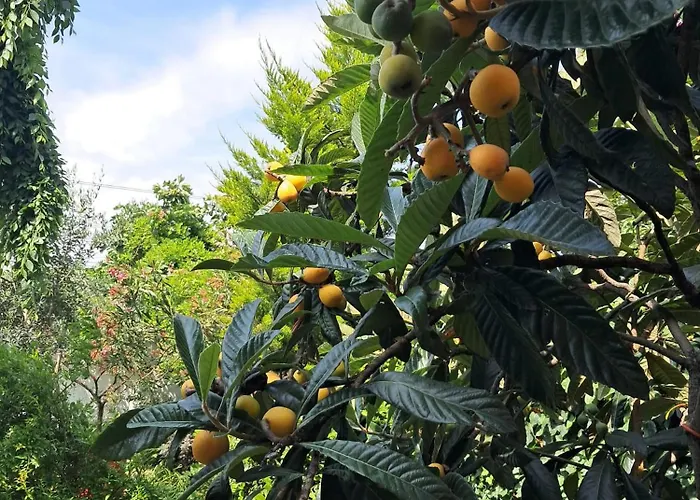 With A Garden בית אירוח *