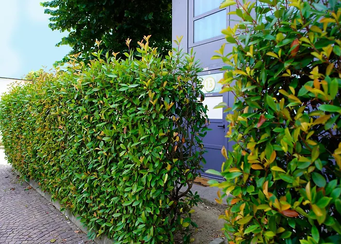 Star Dust מילאנו