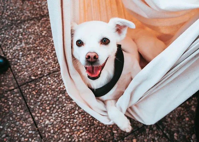 أوستيلو بيلو جراندي بيت شباب *