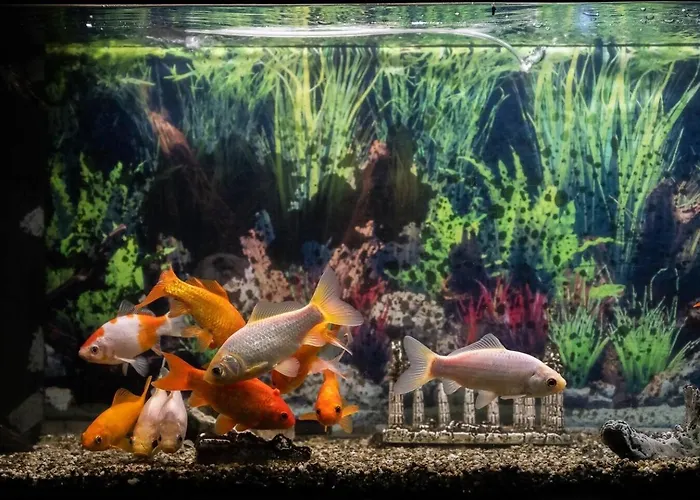 The Brera . * Milán