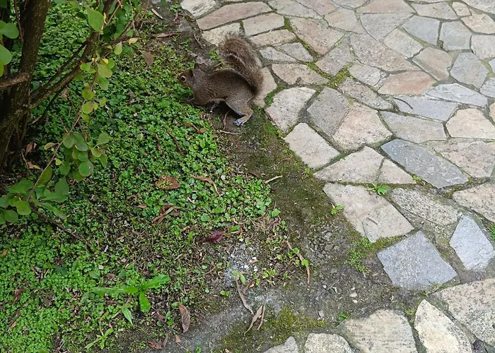 Appartamento Garden Flat *