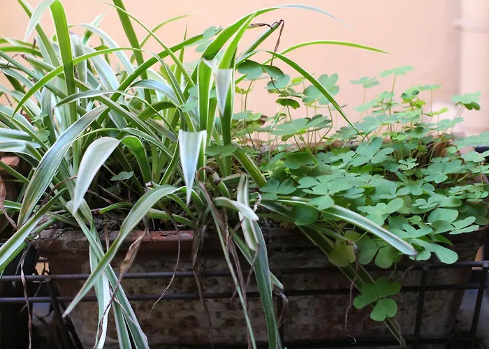 Bamboo Brera Fiorichiari 아파트 *