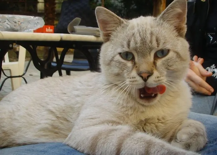 Paradiso 2* Милан