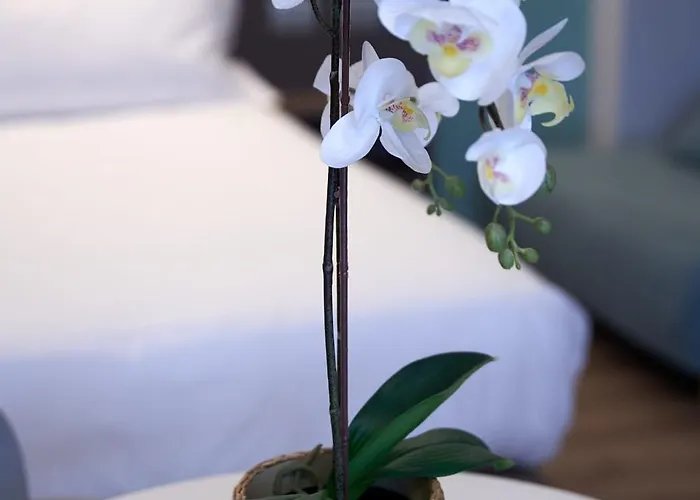 Ca' San Cristoforo & 招待所