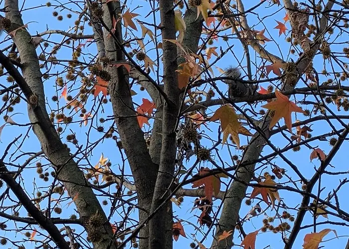 Luxury - Zen Urban Retreat