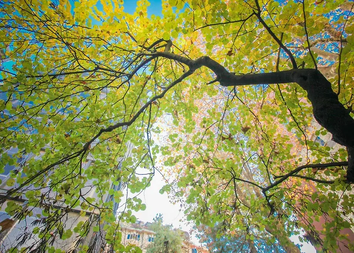 The Grove * Milan