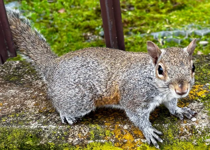 公寓 Tl Apartment, Stadio San Siro Experience 米兰