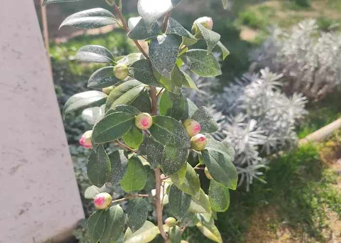 Liberty Domus Igi Apartman *