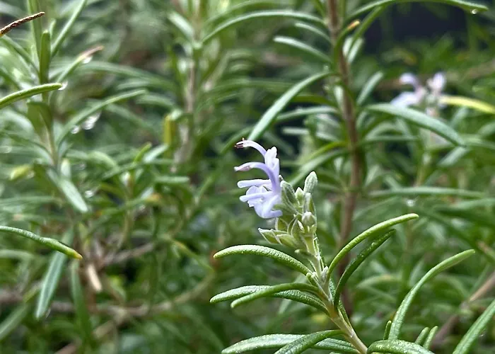 The Collector's - Private Terrace On Navigli * Milano