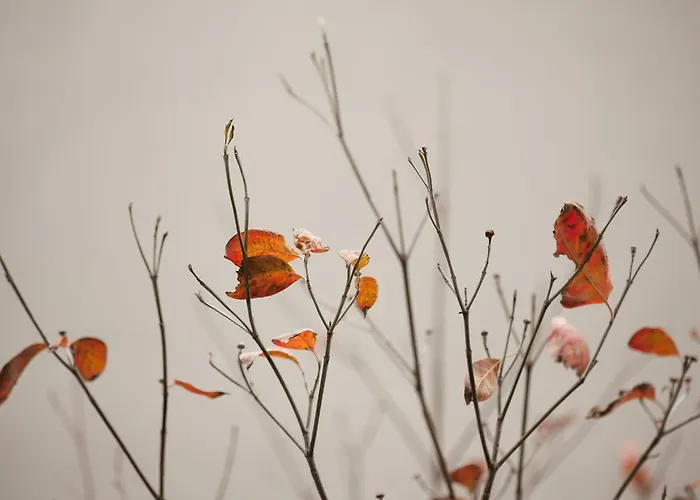 Zambala Luxury ميلان