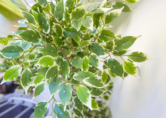 브레다 120 * 밀라노