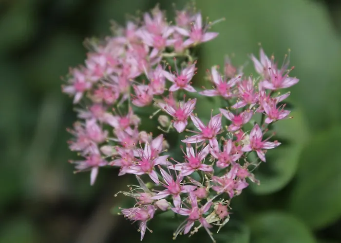 Отель La Pace 2*