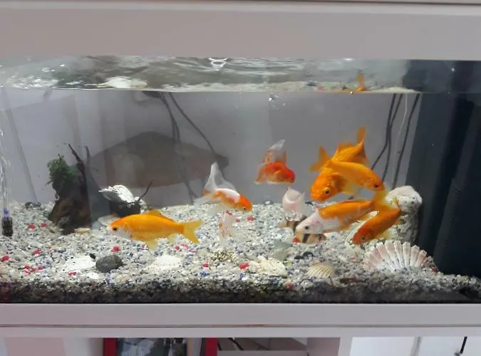 Konukevi House Milano