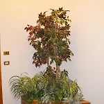 Apartman Mascagni Flat