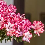Luisa