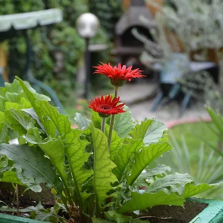 Cheta Guest house Milan