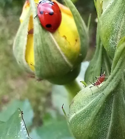 Alojamento de Acomodação e Pequeno-almoço Casa Fiorita Milão