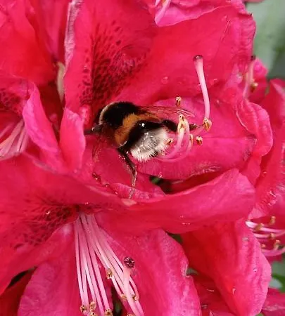 Casa Fiorita Milánó