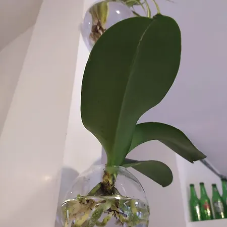 Greenterrazzino