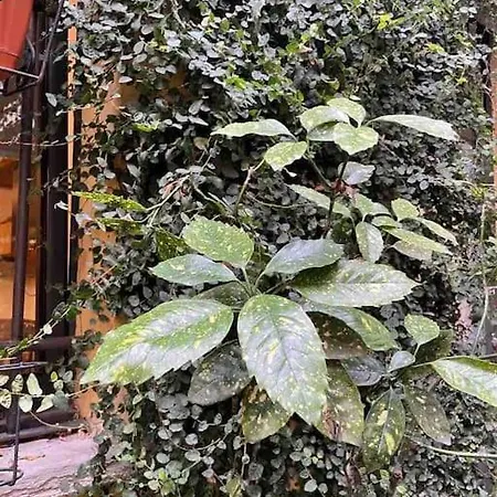 Loft Di Design Nel Cuore Di Appartement