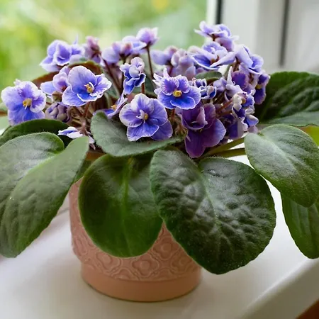 50 Papiniano * Μιλάνο