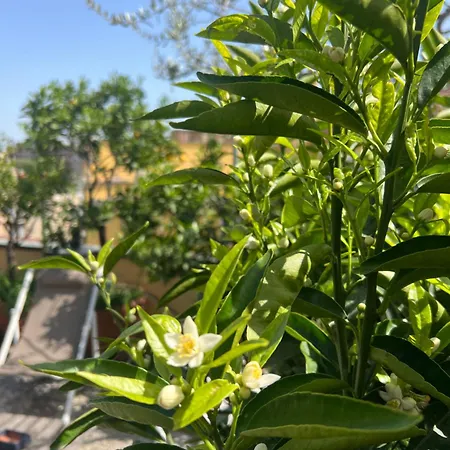 Apartmán Dream Garden Center On Subway 10 Guest *