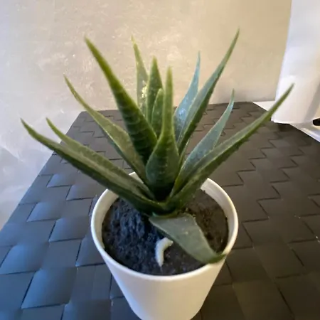 Apartman Elegant Appartament Milánó