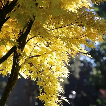 Apartman Bilocale Indipendente *