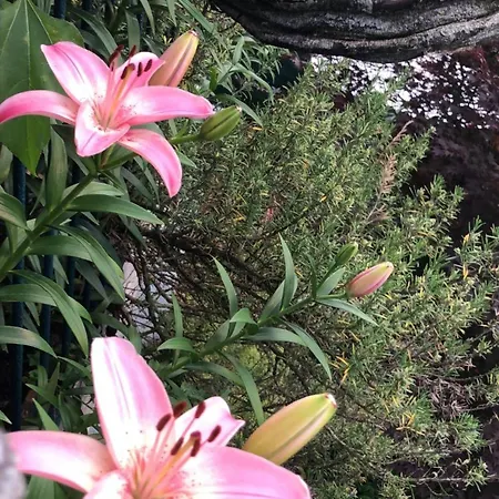 With Terrace And Loft With Garden In Naviglio Pavese * ミラノ