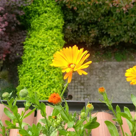 ゲストハウス With Terrace And Loft With Garden In Naviglio Pavese *