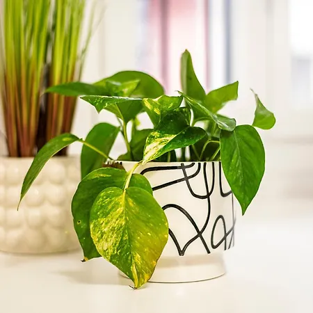 New Opening Luxury - Rome Dream * Milano