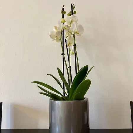 Lr Deluxe - San Babila Cozy *