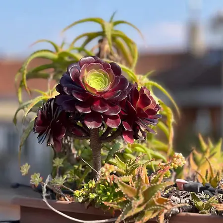 公寓 Penthouse With Terrace *