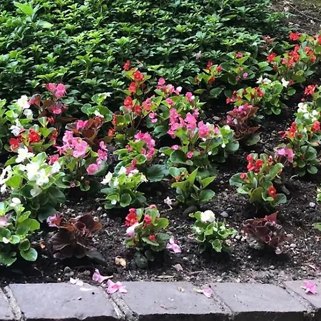 Bwr - Near Mico, Alberti 밀라노