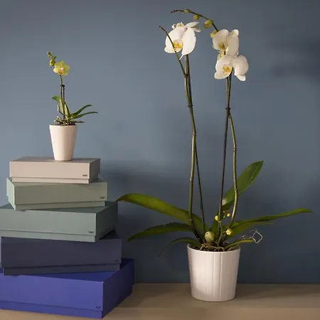 Aurum Bicocca 4* 밀라노