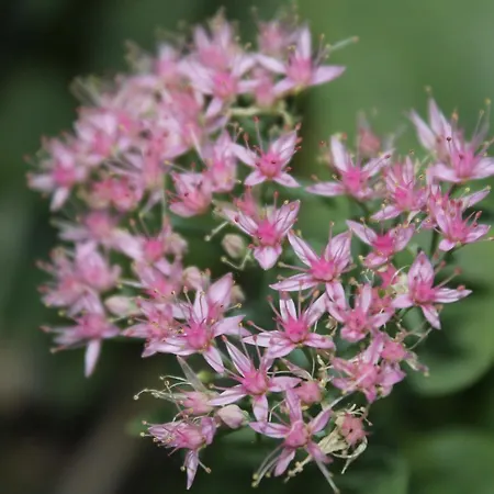 酒店 拉佩斯酒店 2*
