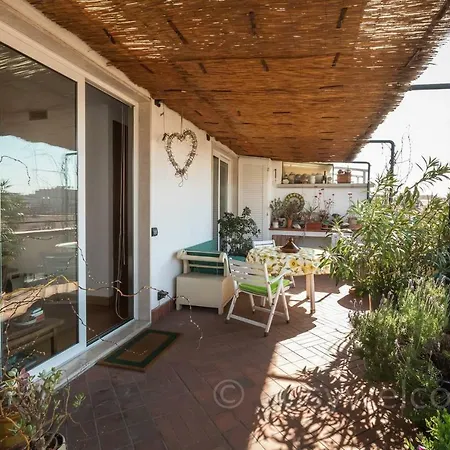 Easy Welcome Euphorbia Terrace *
