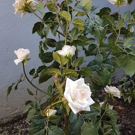 Casa Dolce Casa Casa de hóspedes