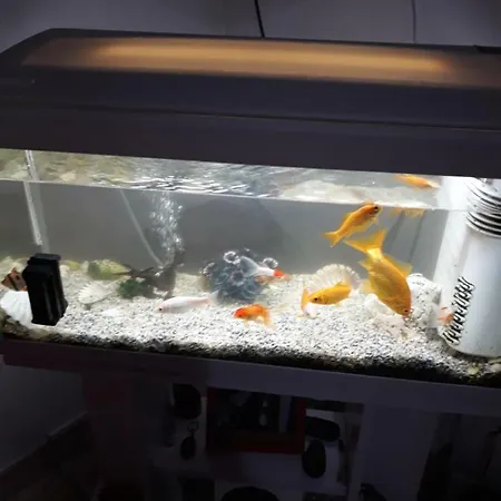 Гостевой дом House