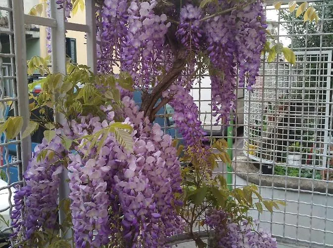 Апартаменты Amami