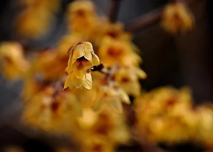 Frühstückspension Casa Calicantus 4*