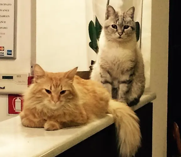 帕拉迪索酒店 酒店