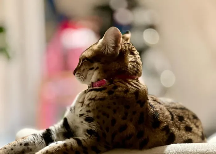 Tricolore בית הארחה 3*