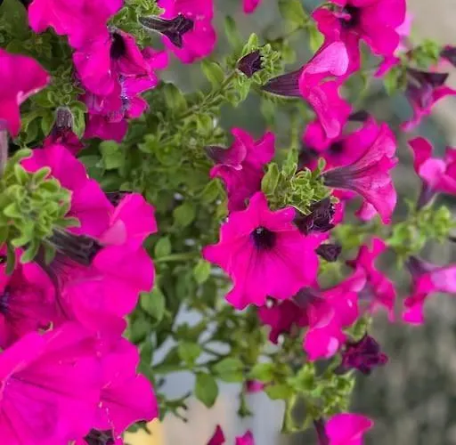 Grazioso Monolocale Apartamento *