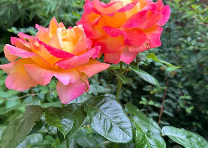 Fontana 16 4* 米兰